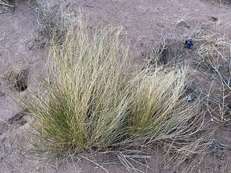 Rush Lemonweed photo 8