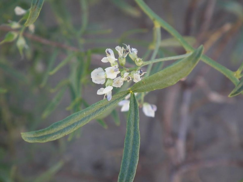 Lemon Scurfpea photo 2