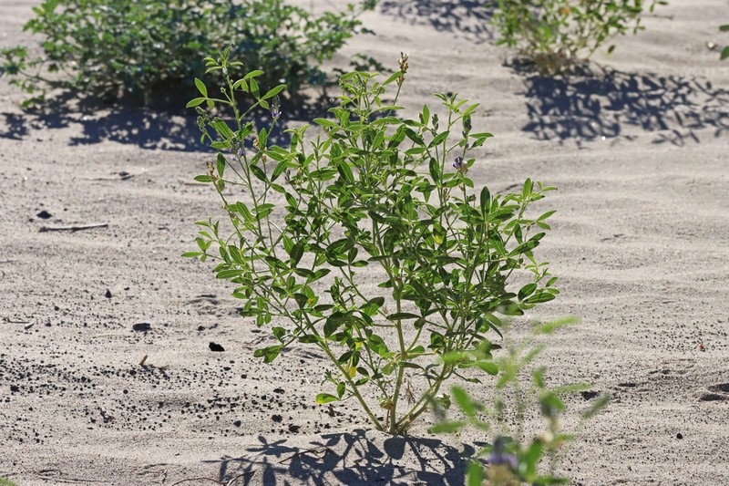 Lemon Scurfpea photo 4