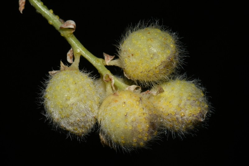 Lemon Scurfpea photo 5
