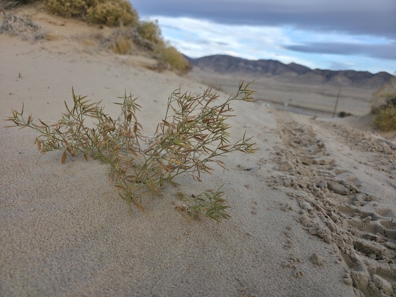 Lemon Scurfpea photo 6