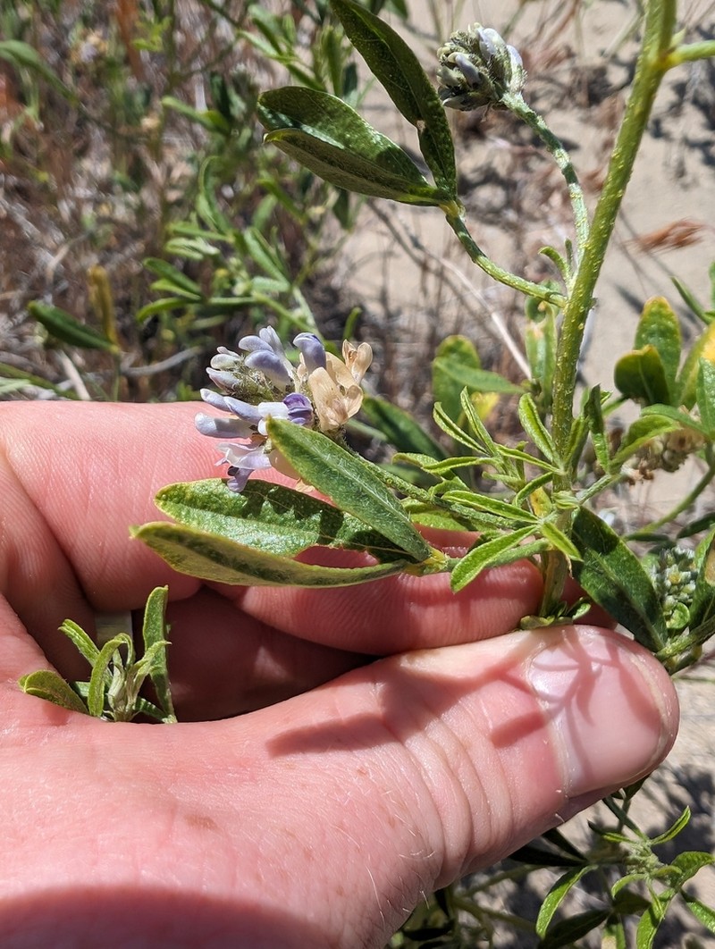 Lemon Scurfpea photo 8