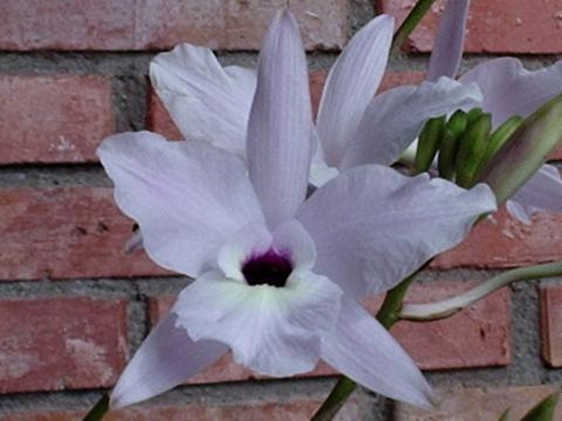 Pale Laelia