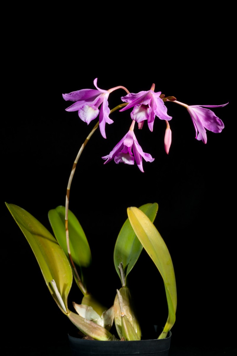 Pale Laelia photo 2