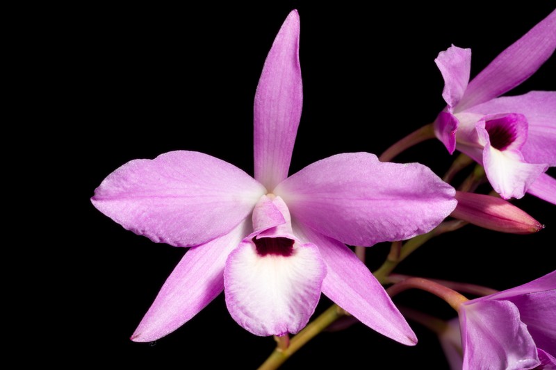 Pale Laelia photo 3