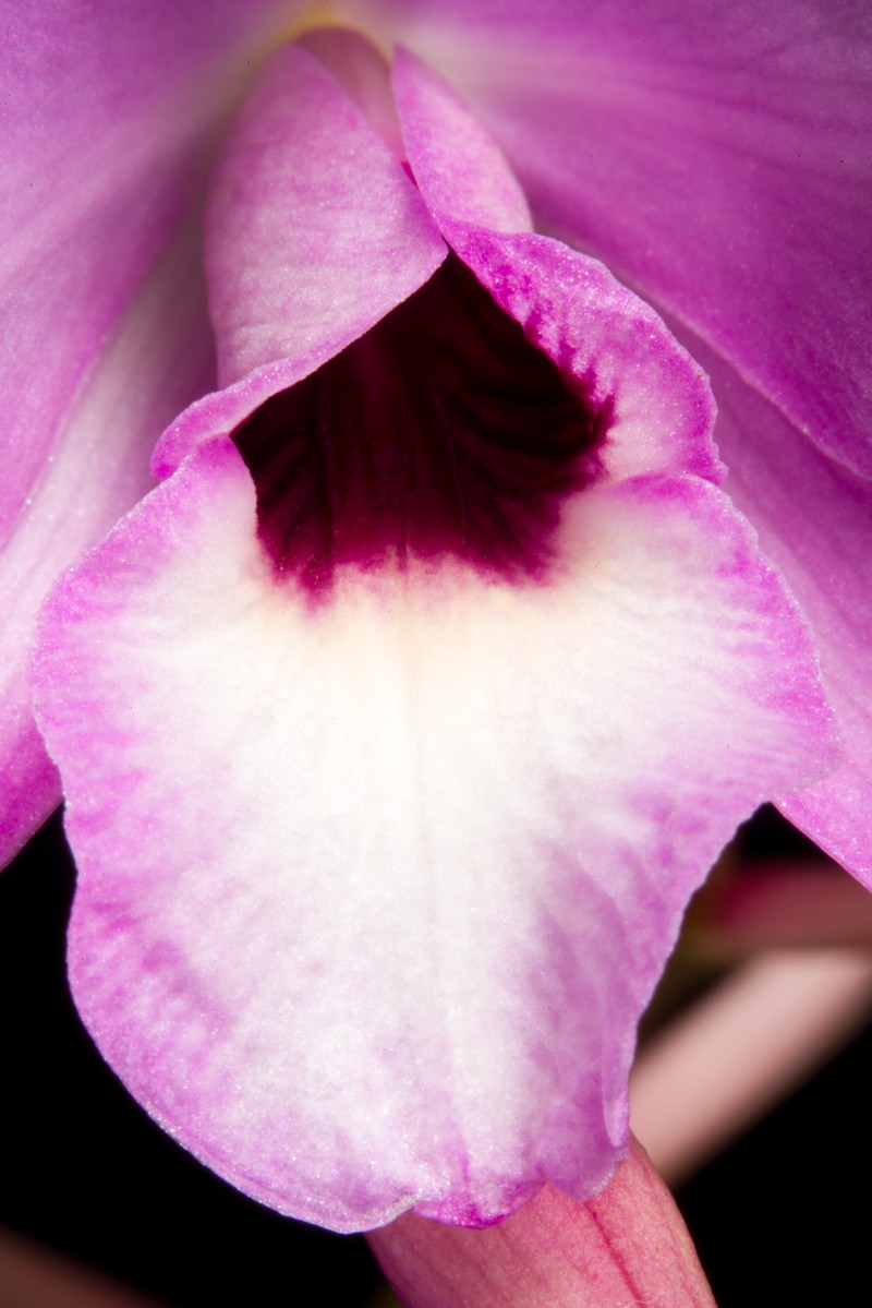 Pale Laelia photo 4