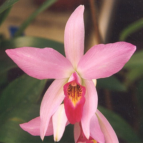 Pale Laelia photo 5
