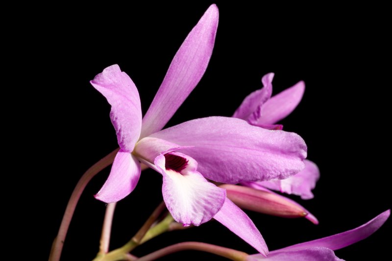 Pale Laelia photo 6