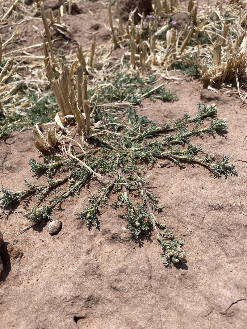 Laennecia altoandina