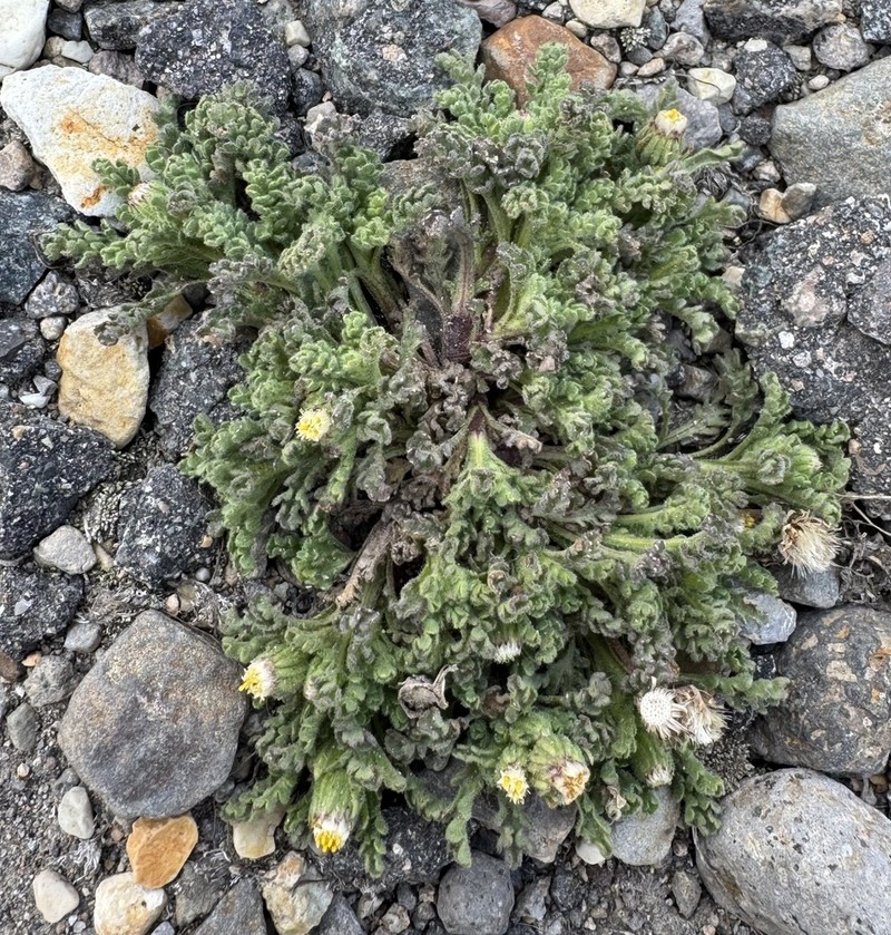 Laennecia altoandina photo 2