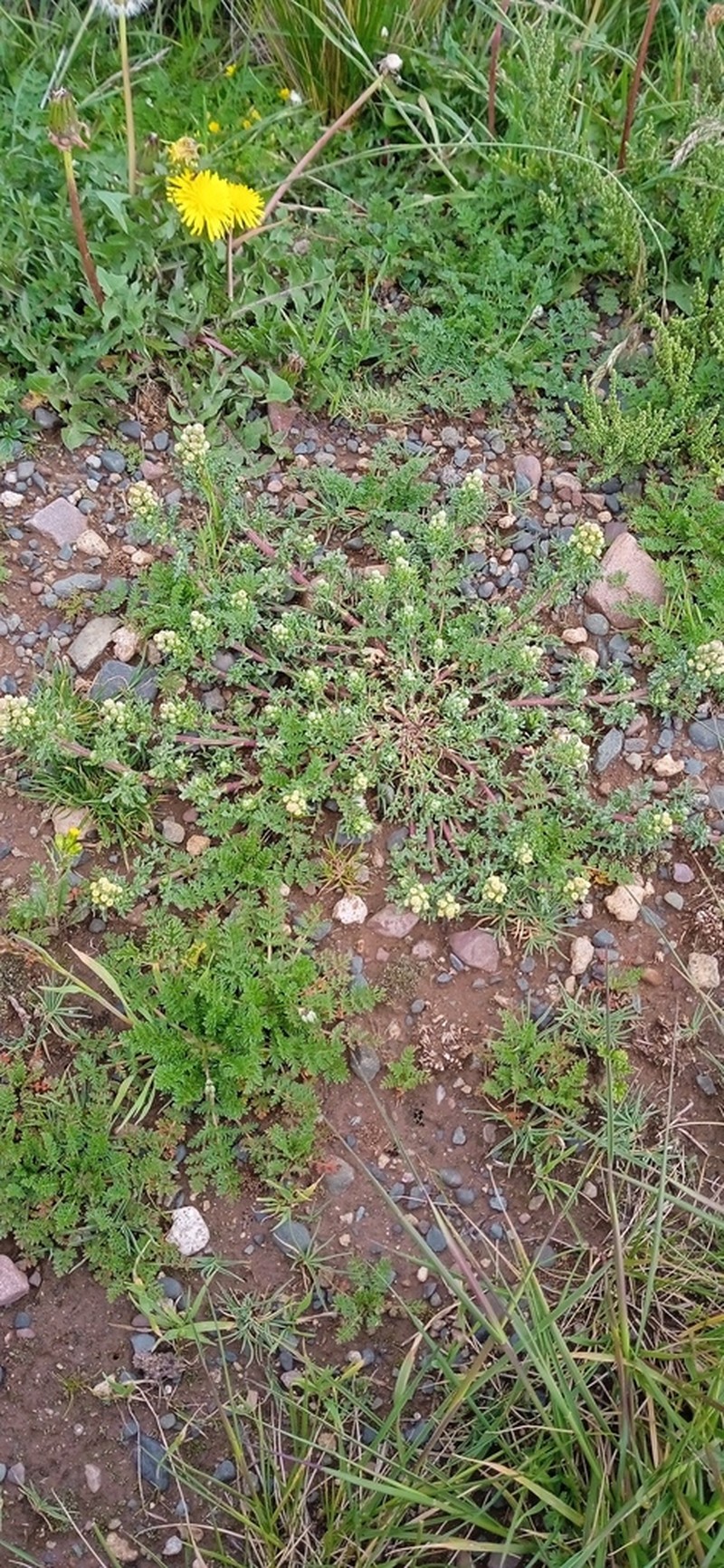 Laennecia altoandina photo 5