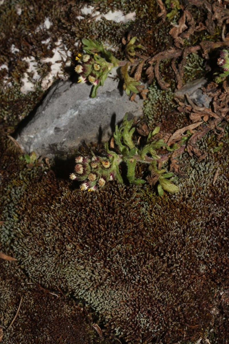 Laennecia artemisiifolia