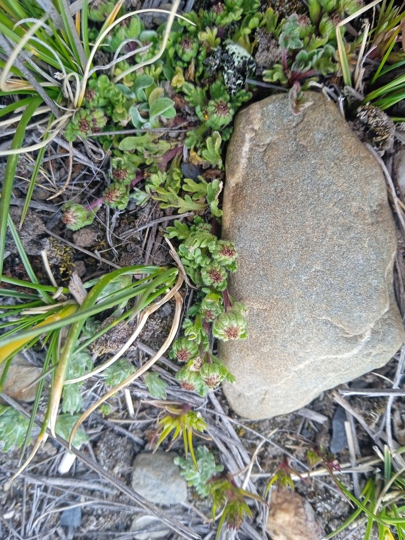 Laennecia artemisiifolia photo 2