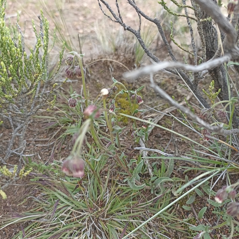 Laennecia artemisiifolia photo 3
