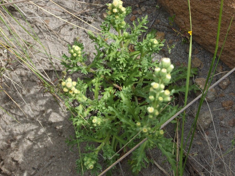 Laennecia artemisiifolia photo 4