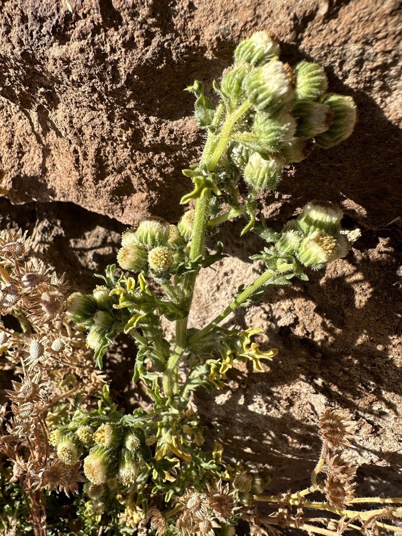 Laennecia artemisiifolia photo 5