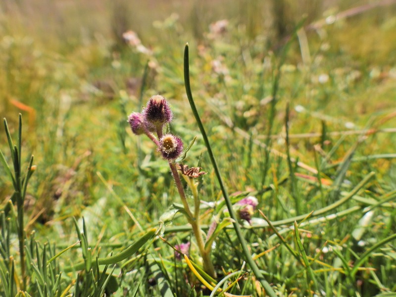 Laennecia artemisiifolia photo 8