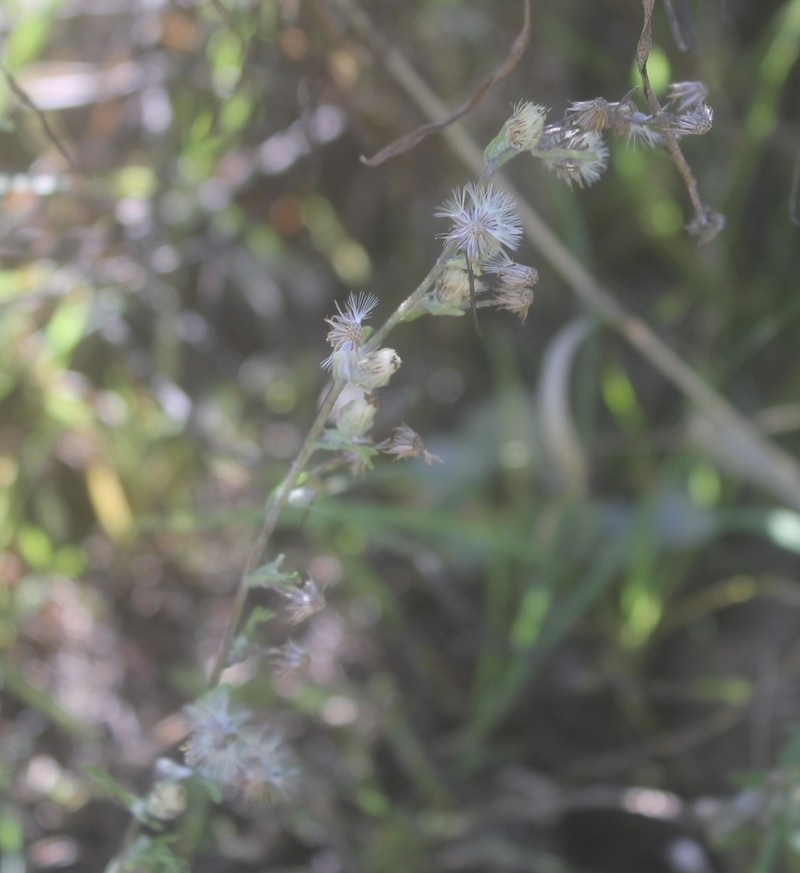 Laennecia confusa