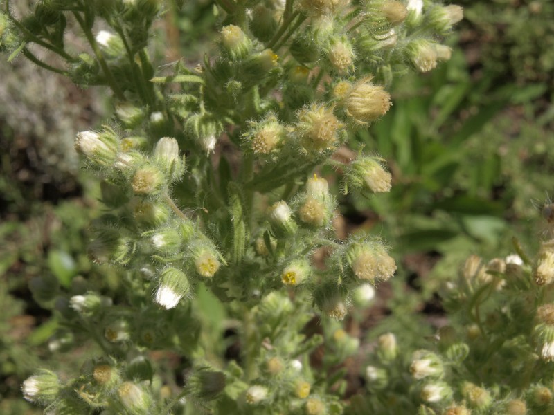 Coulter's Horseweed photo 2