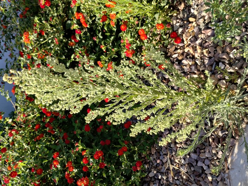 Coulter's Horseweed photo 3