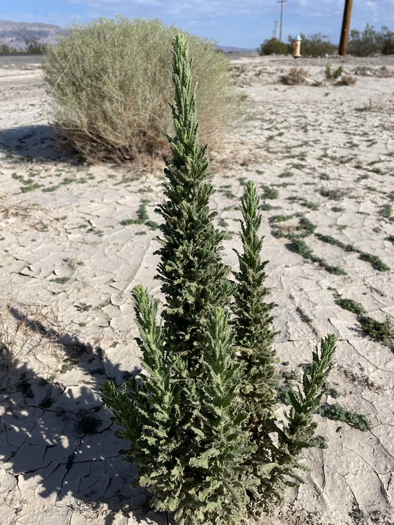 Coulter's Horseweed