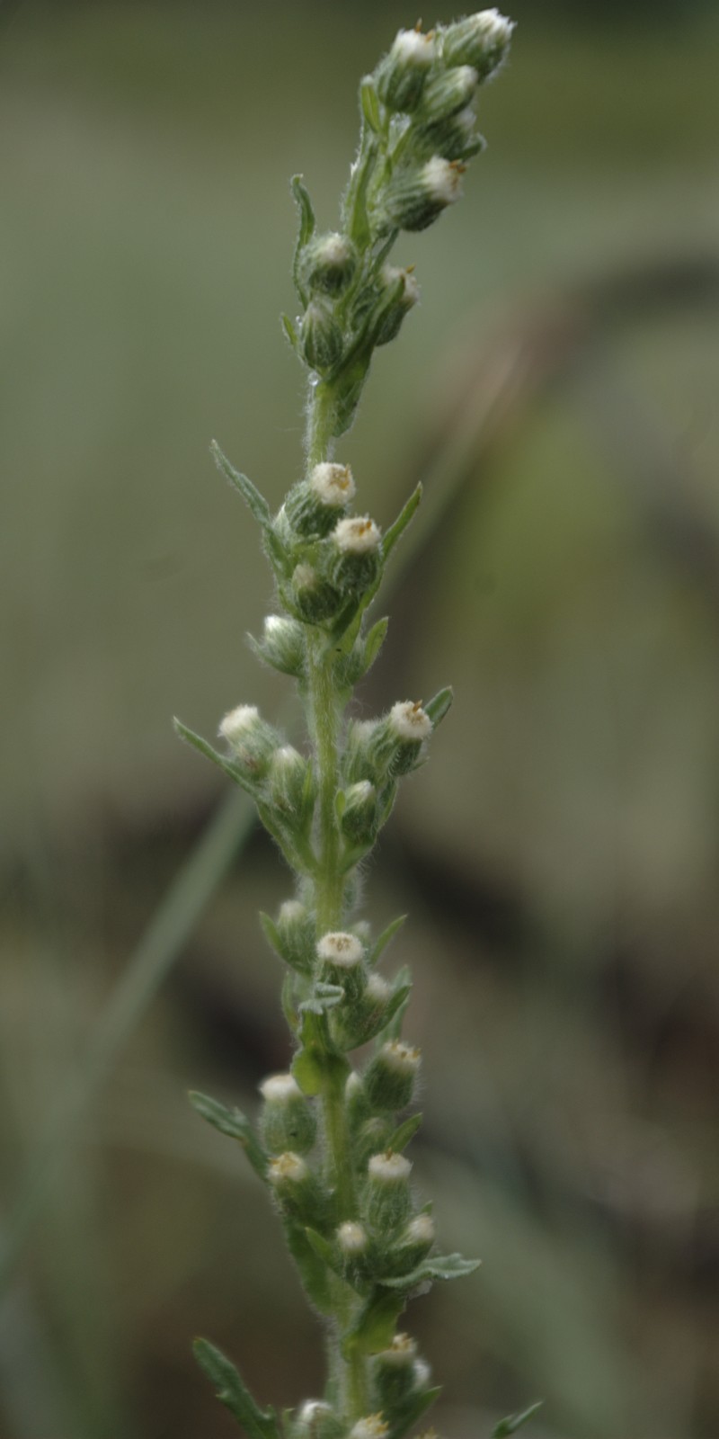 Coulter's Horseweed photo 4
