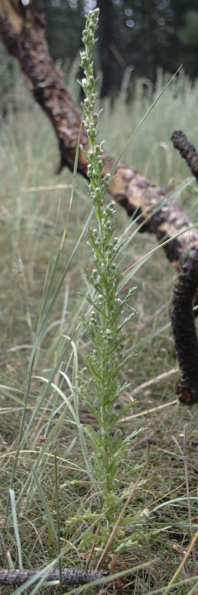 Coulter's Horseweed photo 5