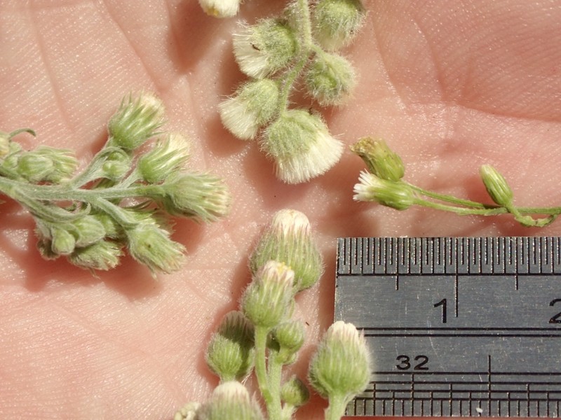 Coulter's Horseweed