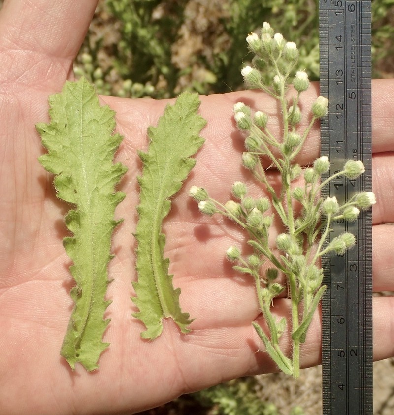 Coulter's Horseweed photo 2