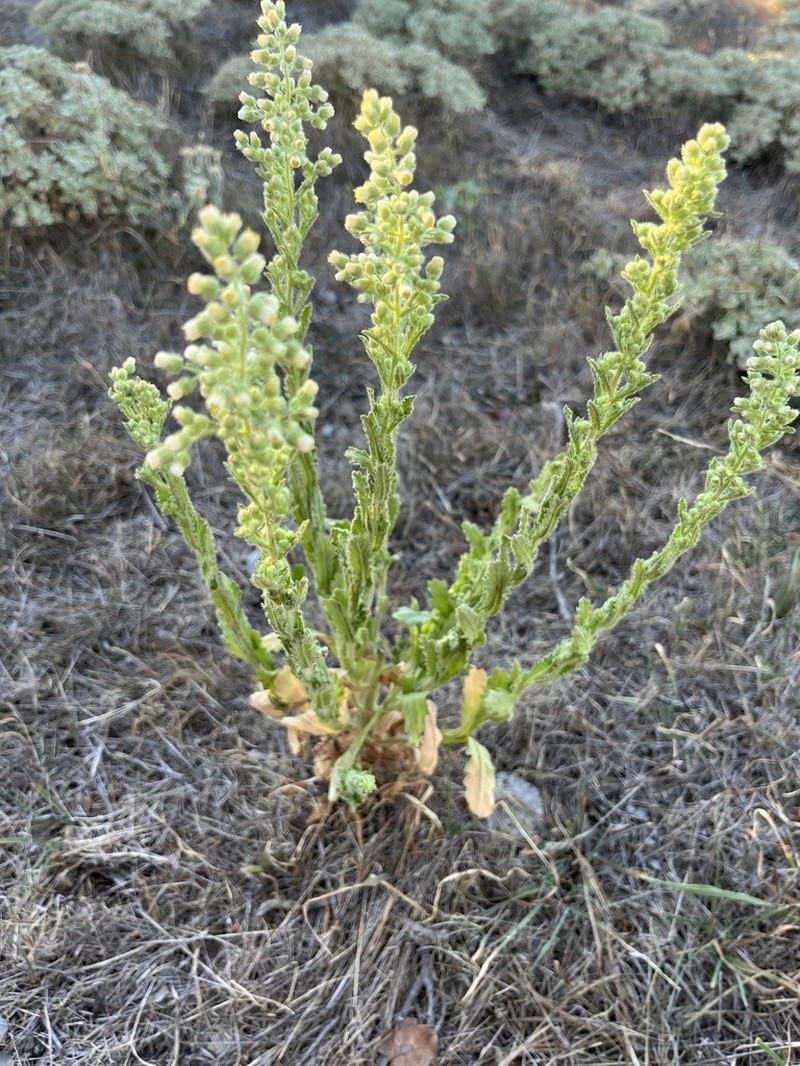 Coulter's Horseweed photo 3