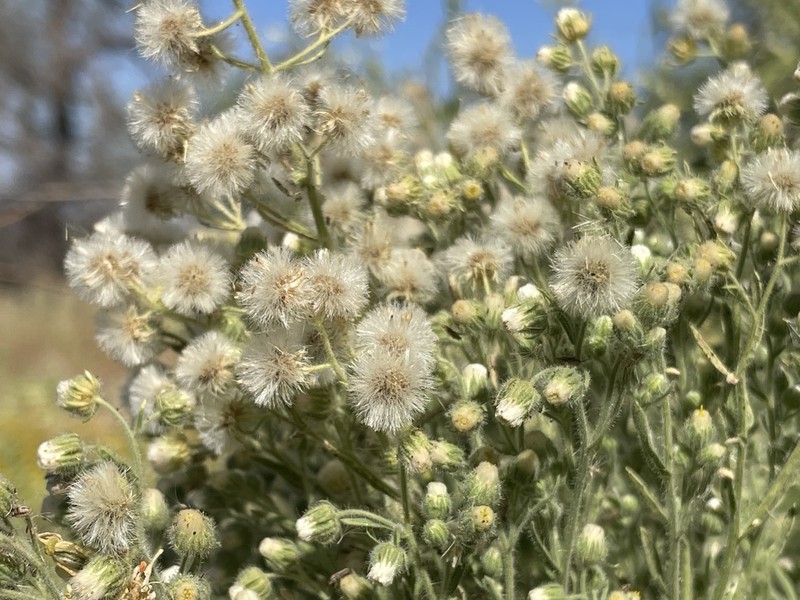 Coulter's Horseweed photo 4