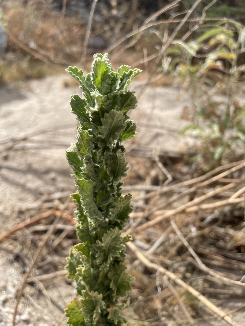 Coulter's Horseweed photo 5
