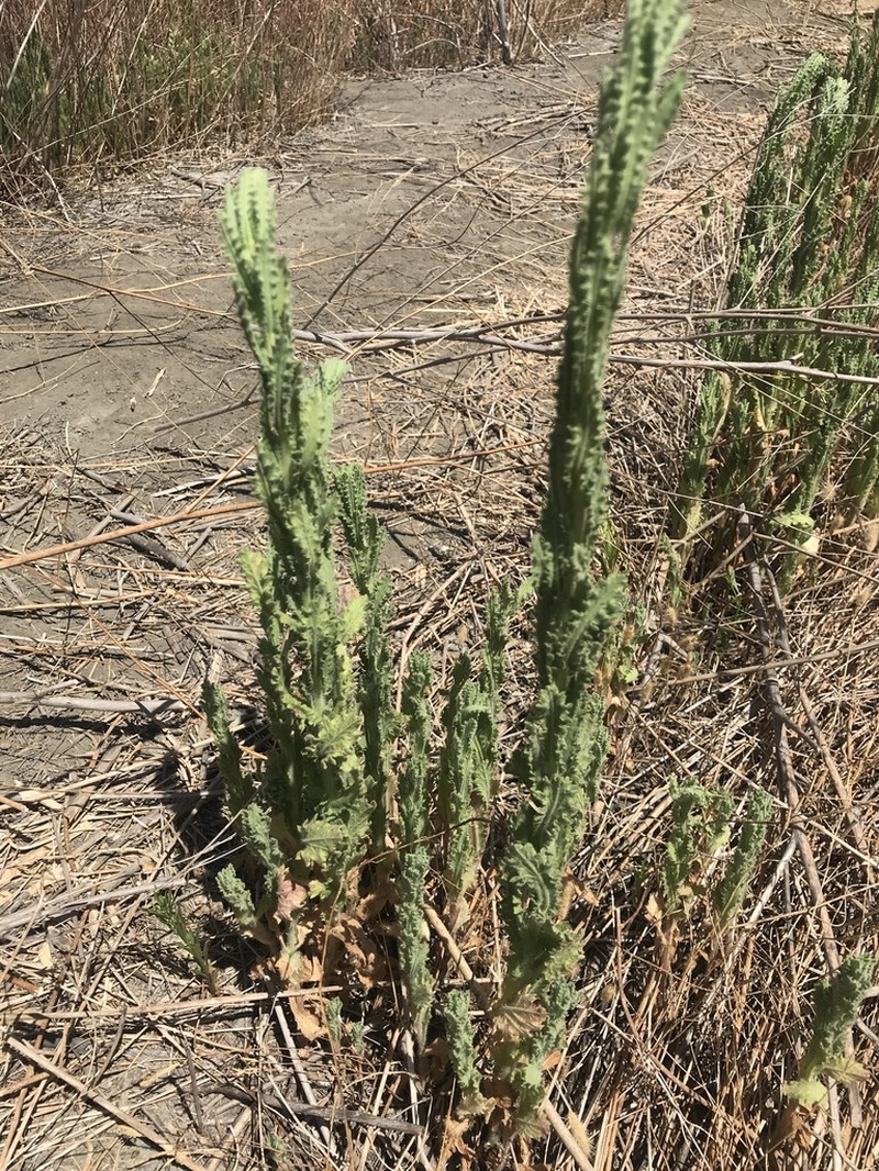 Coulter's Horseweed photo 6