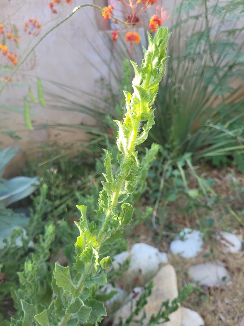 Coulter's Horseweed photo 7