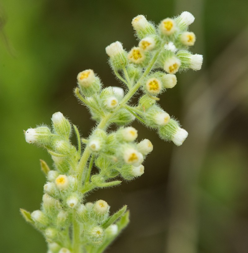 Coulter's Horseweed photo 8