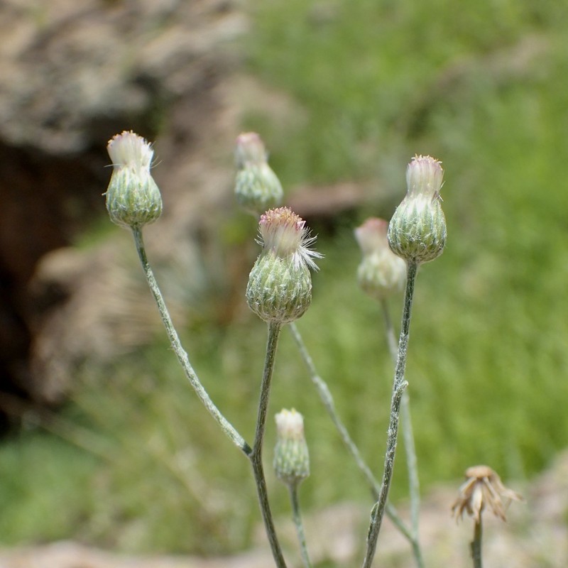 Cochise Horseweed photo 2