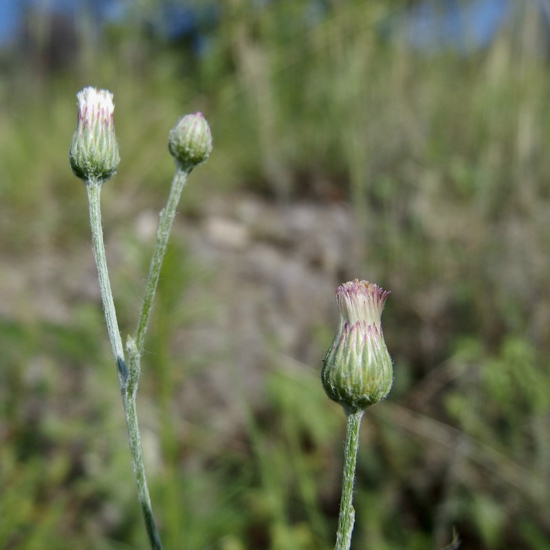 Cochise Horseweed photo 4