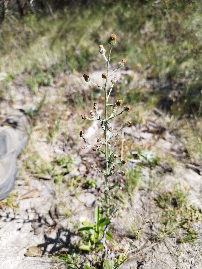 Trans-Pecos Horseweed photo 2