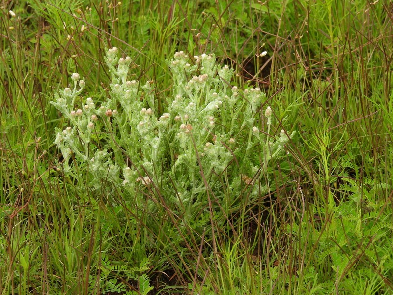 Trans-Pecos Horseweed photo 3