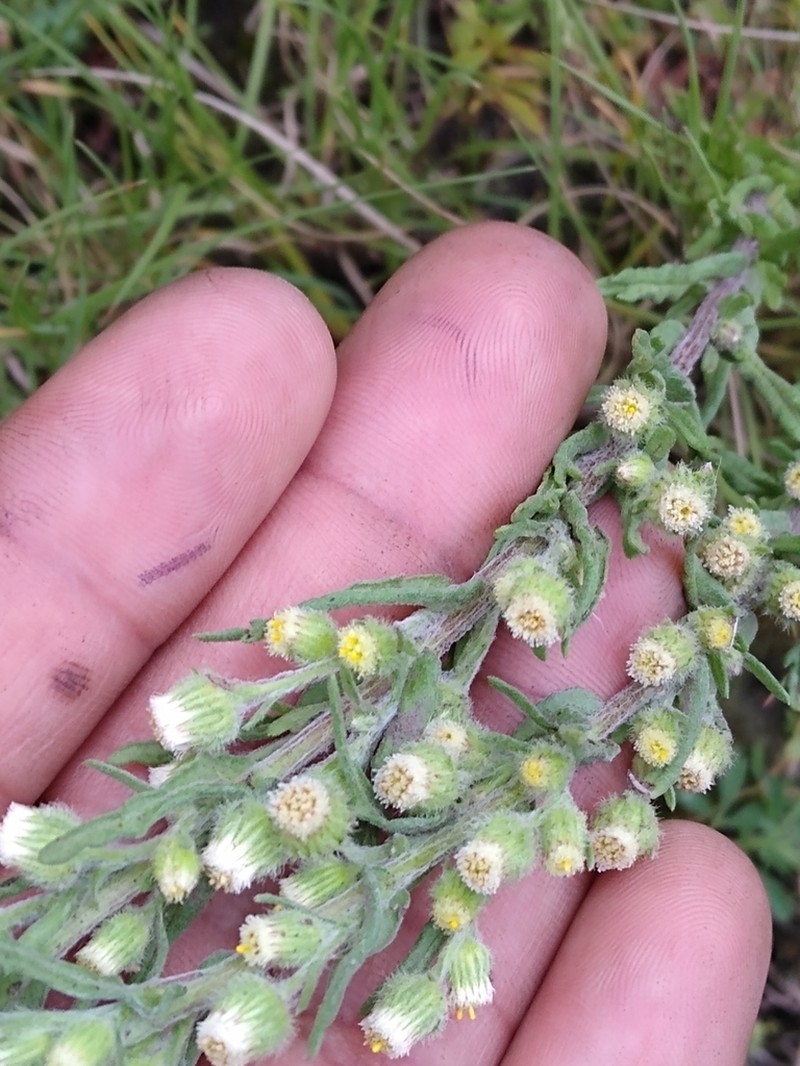 Trans-Pecos Horseweed photo 4