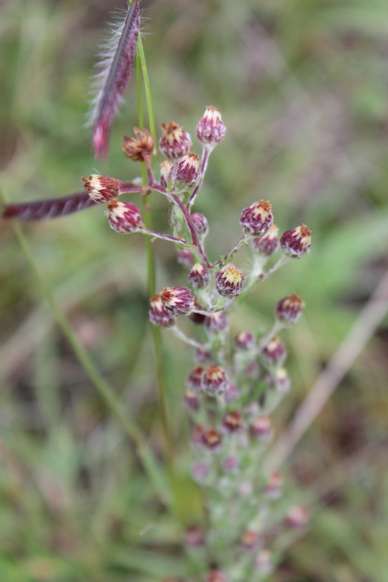 Trans-Pecos Horseweed photo 5