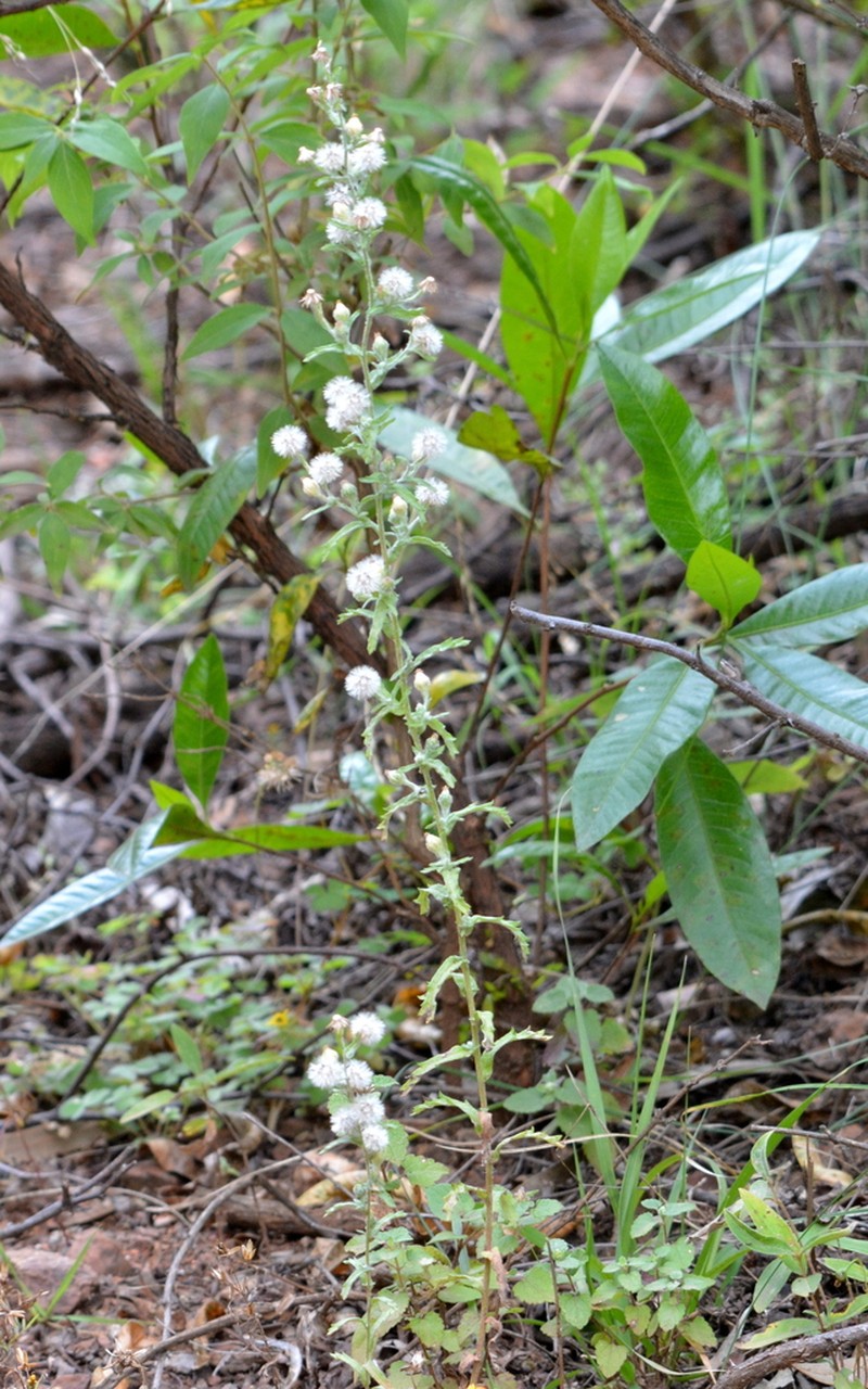 Trans-Pecos Horseweed photo 6
