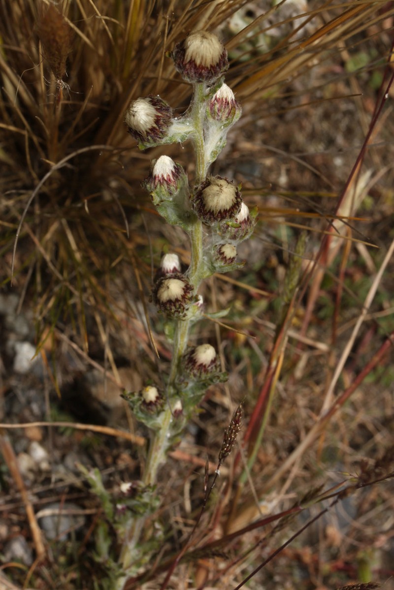 Laennecia gnaphalioides
