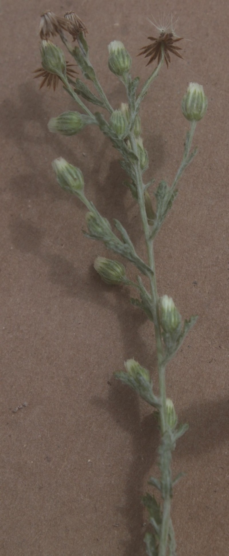Laennecia gnaphalioides photo 2