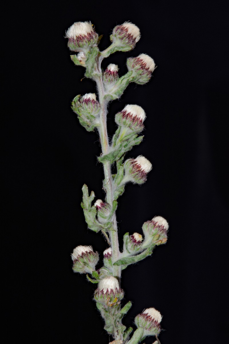 Laennecia gnaphalioides photo 3