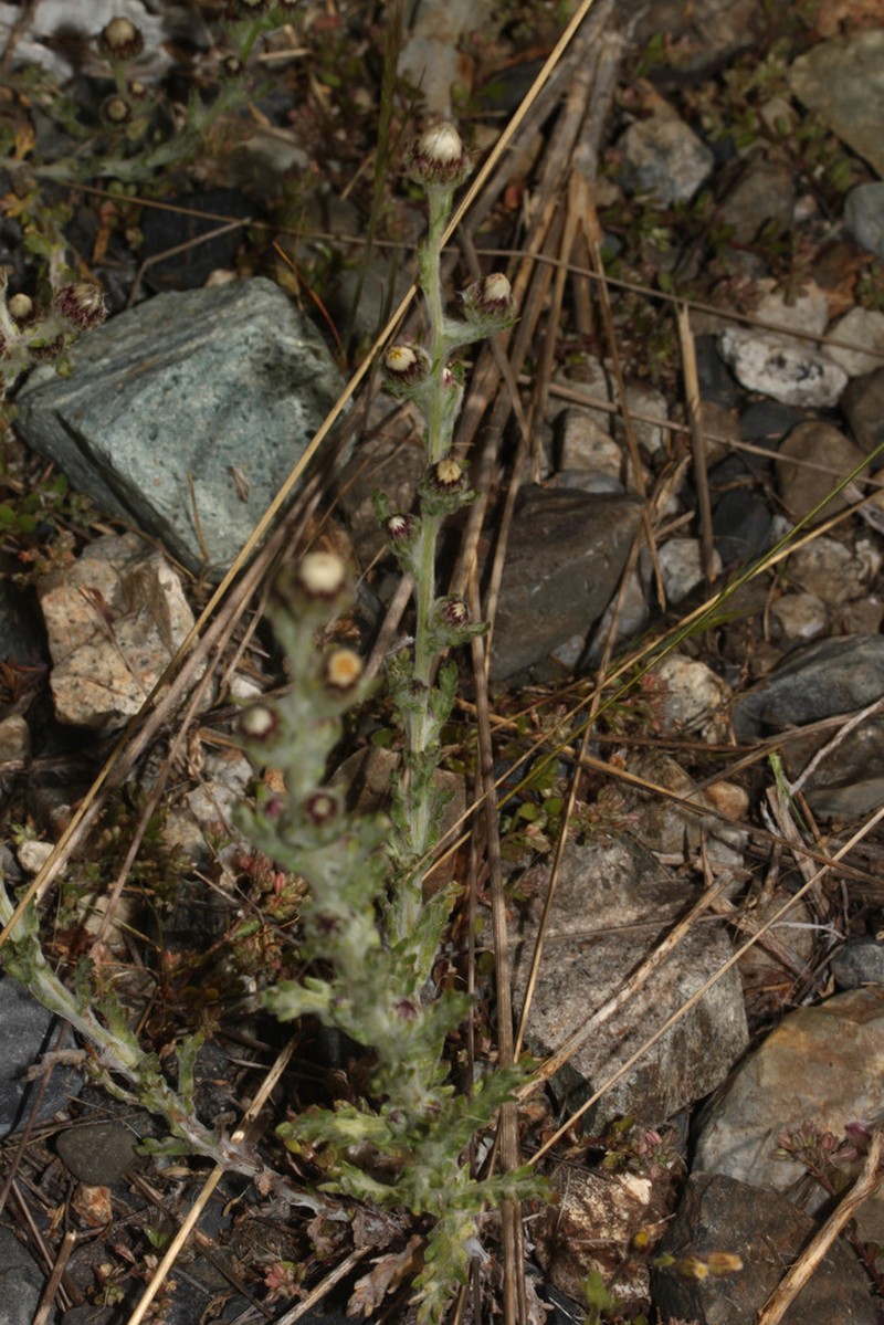 Laennecia gnaphalioides photo 4