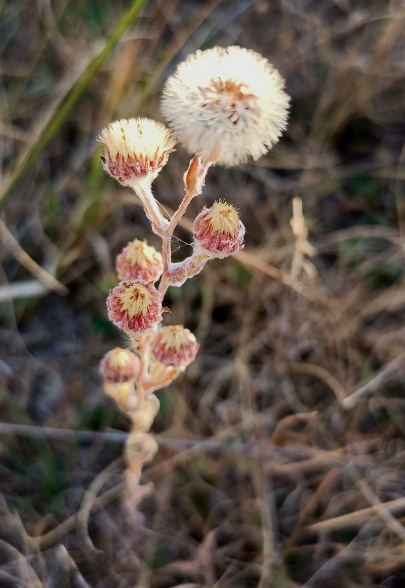Laennecia gnaphalioides photo 5