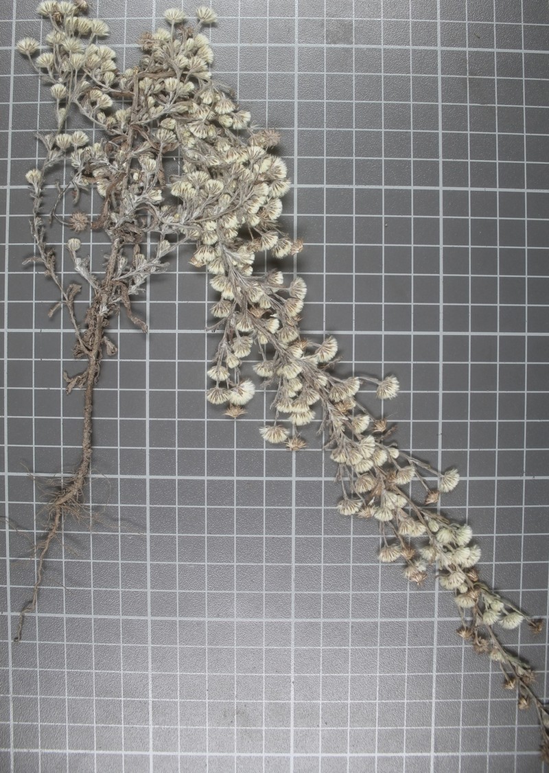 Laennecia gnaphalioides photo 6