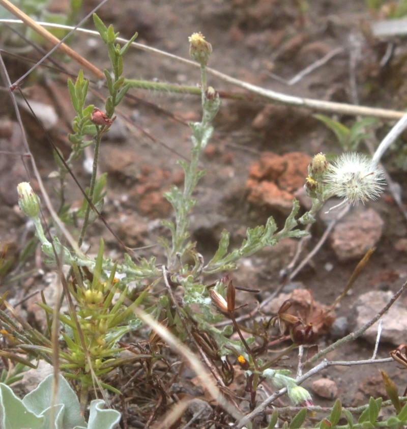 Laennecia gnaphalioides photo 7