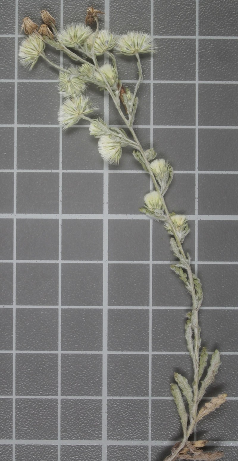 Laennecia gnaphalioides photo 8